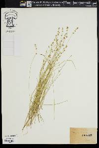 Carex stellulata image