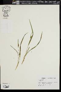 Carex abscondita image