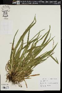 Carex abscondita image