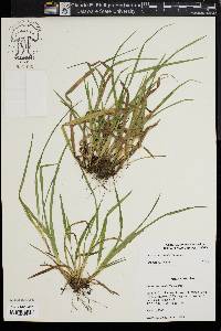 Carex abscondita image