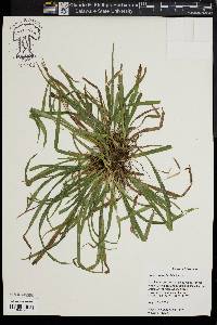 Carex abscondita image