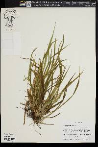 Carex abscondita image