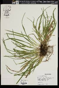 Carex abscondita image