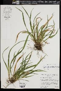 Carex abscondita image