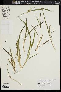 Carex abscondita image