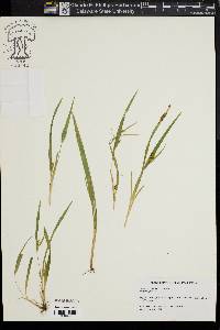 Carex abscondita image