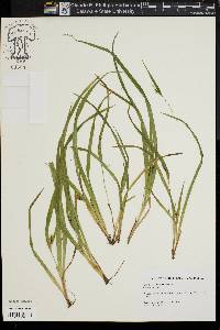 Carex abscondita image