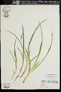 Carex abscondita image