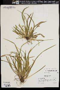 Carex abscondita image