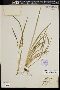 Carex abscondita image