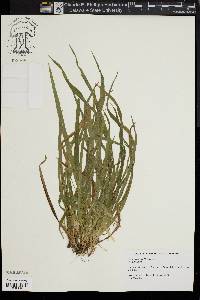 Carex abscondita image