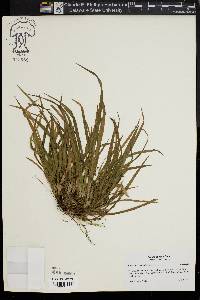 Carex abscondita image