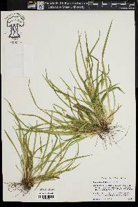 Carex abscondita image