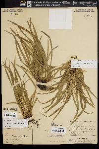 Carex abscondita image