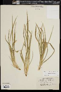 Carex abscondita image