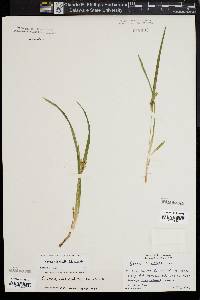 Carex abscondita image