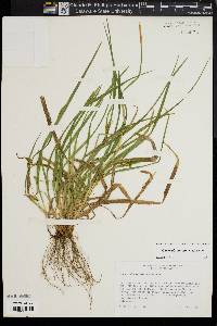 Carex abscondita image