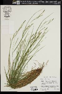 Carex aestivalis image