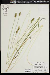 Carex aggregata image