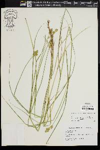 Carex alata image