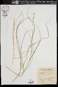 Carex straminea image