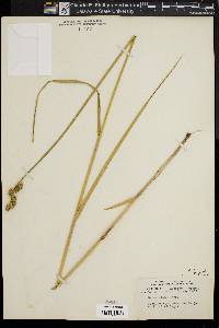 Carex alata image