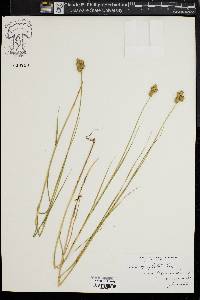 Carex alata image