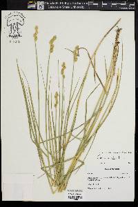 Carex alata image