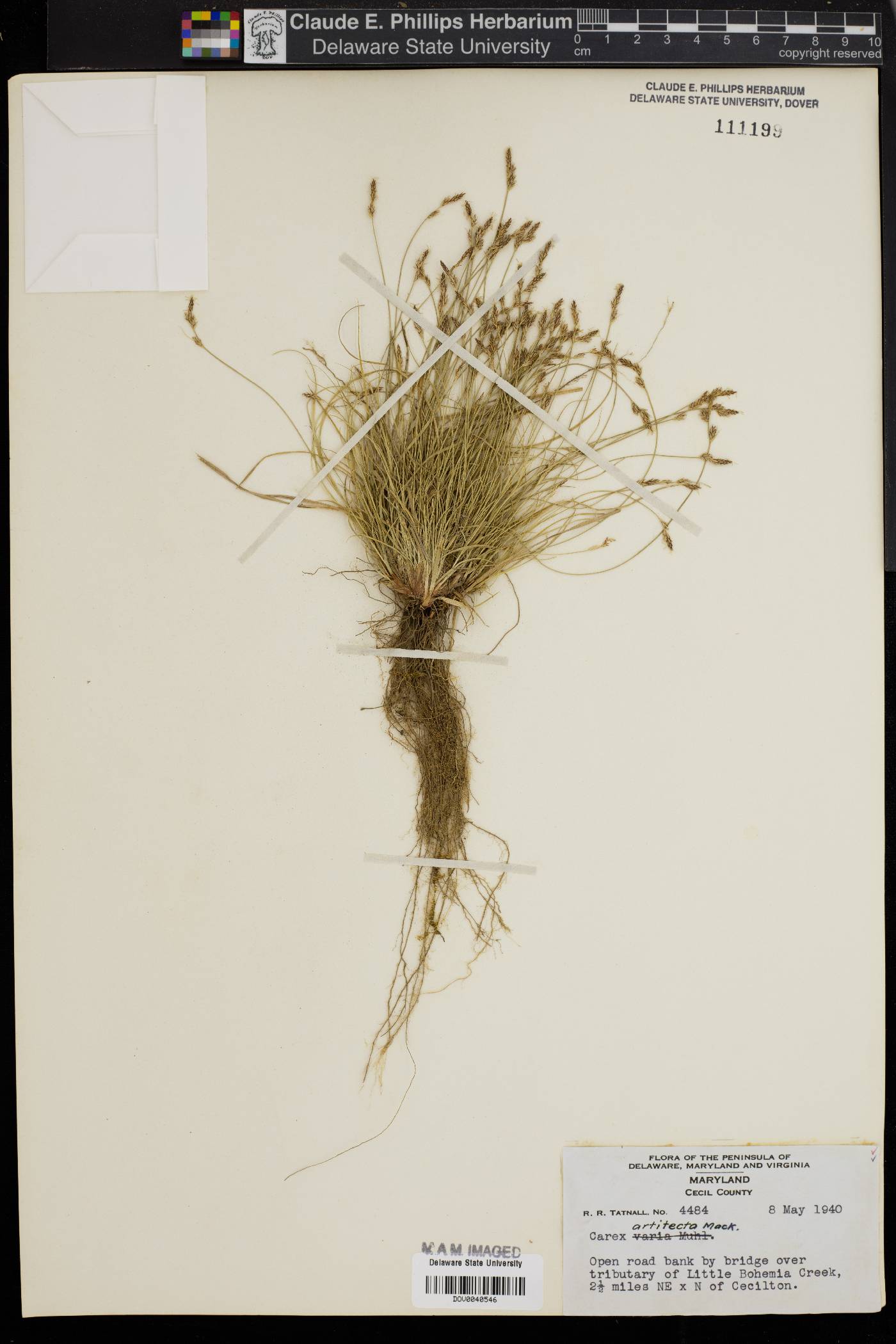 Carex artitecta image