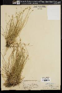 Carex varia image