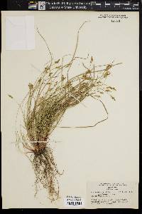 Carex artitecta image