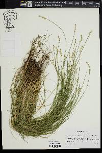 Carex albolutescens image