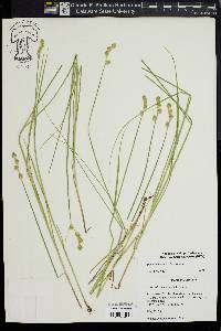 Carex albolutescens image