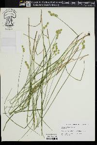 Carex albolutescens image