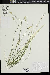 Carex albolutescens image