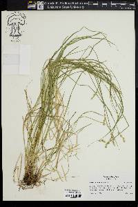 Carex albolutescens image