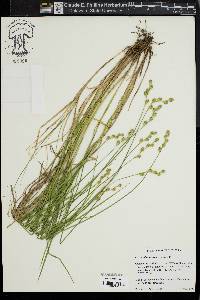 Carex albolutescens image