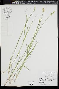 Carex albolutescens image