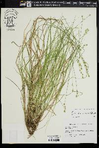 Carex albolutescens image