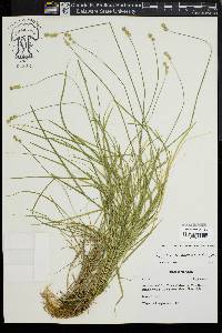 Carex albolutescens image