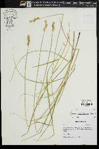 Carex albolutescens image