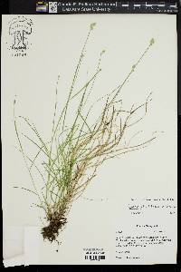 Carex albolutescens image