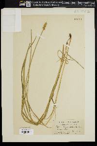 Carex alopecoidea image