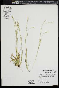 Carex arctata image