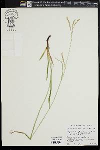 Carex arctata image