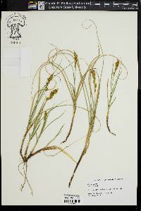 Carex arenaria image