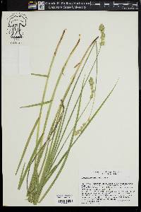 Carex argyrantha image