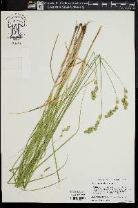 Carex argyrantha image