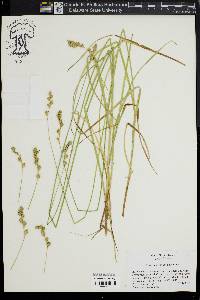 Carex argyrantha image