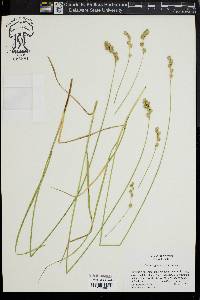 Carex argyrantha image